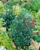 Ilex meserveae 'Heckenstar', ostrokrzew, zimozielony, Podgląd zdjęcia produktu 11