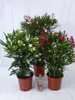 [Palmenlager] - 3er SET Oleander 80/90 cm - Pot 22 cm Ø  Produktbild-Vorschau 2