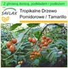 SAFLAX - Garden to go - Tamarillo - 50 Nasiona - Z Podgląd zdjęcia produktu 10