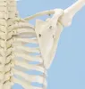 Model kostry Erler Zimmer "Skeleton Hugo", pohyblivý Náhľad obrázku produktu 10