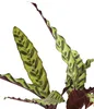 Korbmarante - Calathea lancifolia Produktbild-Vorschau 3