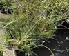 12 x Cotoneaster horizontalis - Cotoneaster a ventaglio - Anteprima dell’immagine prodotto 4
