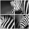 Bild auf Leinwand - Leinwandbild - Tier Zebra Streifen - Produktbild-Vorschau 8