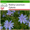 SAFLAX - Cykoria - 250 Nasiona - Z podłożem uprawowym Podgląd zdjęcia produktu 5