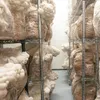 Hericium Löwenmähne Lions Mane 125 g Fruchtkörperpulver, Produktbild-Vorschau 3