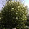Amelanchier rotundifolia Helvetica - Felsenbirne Helvetica Produktbild-Vorschau 2