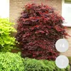 Bloomique - 4er Set - Acer Atropurpureum - Japanischer Produktbild-Vorschau 2