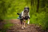 Non-stop dogwear Regenmantel Fjord raincoat 2.0 grau, Produktbild-Vorschau 23