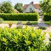 20 großblättriger Kirschlorbeer, Prunus Rotundifolia, Höhe: Produktbild-Vorschau 4