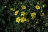 Potentilla 'Goldteppich', Fingerstrauch, gelb, ca. 9x9 cm Produktbild-Vorschau 3