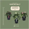 Planten van Frank | Set van 3 kerstrozen (mix) | Helleborus Productafbeelding-voorbeeld 4