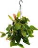 Urban Jungle Elegance - Nowoczesny kaktusowy sygnalizator Podgląd zdjęcia produktu 1