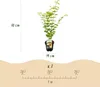 Japanischer Ahorn Acer palmatum 'Jordan' Gelb Ø19cm 70cm Produktbild-Vorschau 5
