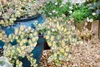 Siebold-Fetthenne Mediovariegatum, im Topf - Sedum Produktbild-Vorschau 3