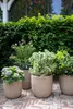 Several potted plants are arranged on a brick patio in front of a lush green hedge. Náhľad obrázku produktu