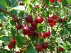 Prunus 'Porthos'® Einzigartiger Kirschstrauch, 3 Liter Topf Produktbild-Vorschau 3