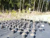 Kakibaum 150 - 180 cm Kakipflaume Pflanze Produktbild-Vorschau 5