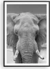 Gerahmtes Poster - Schwarzer Rahmen - Elefant Afrika Tier - Produktbild-Vorschau 1