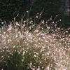 Bloomique - Zestaw 3 sztuk - Gaura Lindheimeri - Piękna Podgląd zdjęcia produktu 4
