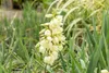 Yucca filamentosa, Palmlilie, grün, ca. 11x11 cm Topf Produktbild-Vorschau 15