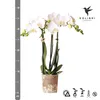 Kolibri Orchids weiße Phalaenopsis-Orchidee Amabilis Produktbild-Vorschau 2