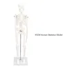 45CM mini model kostry, PVC, kostní struktura lidského těla Náhled obrázku produktu 6