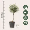 A potted olive tree with a ruler and icons indicating its care requirements. Produktbild-Vorschau