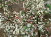 Malus 'Tina', Zierapfel, kompakt, 40–60 cm Produktbild-Vorschau 5