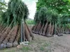 Palme Hanfpalme Trachycarpus Fortunei ca. Höhe: 250cm - Produktbild-Vorschau 4