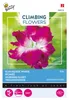 Buzzy Climbing Flowers Ipomoea Dubbel Pink Samen - Ca. 2 gr Produktbild-Vorschau 1