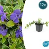 Sempreverde a foglie piccole di colore bianco Vinca minor Anteprima dell’immagine prodotto 2