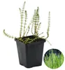 Hippuris Vulgaris, Tannenwedel, Teichpflanze, 10-20 cm, Produktbild-Vorschau 1
