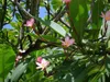 Frangipanier (Plumeria rubra) - 5 graines Voir les images du produit 5