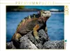 Calvendo Ein Motiv aus dem Kalender Leguane auf Galapagos Produktbild-Vorschau 3