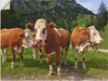ARTland Wandbild, selbstklebend Bayerische Kühe Größe: Produktbild-Vorschau 1