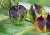 SAFLAX - Blaue Lampionblume - 100 Samen - Nicandra Produktbild-Vorschau 9