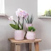 Kolibri Orchids – překvapivá krabička s rostlinami, výhodná Náhled obrázku produktu 7