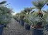 Sunny Tree - Palme- Chamaerops Humilis Cerifera - Produktbild-Vorschau 6
