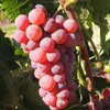 Vite Somerset 2L Anteprima dell’immagine prodotto 1