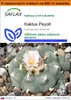 SAFLAX Garden in the bag - Kaktus Peyotl - Lophophora Náhľad obrázku produktu 1