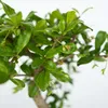 Bonsaibaume - Bonsai - Höhe 25-35cm - ⌀29cm Produktbild-Vorschau 3