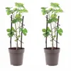 2 pièces Vigne rouge 'Boskoop Glory' en pot - raisin de Voir les images du produit 4