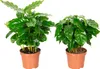 set di 2 Coffea arabica - Pianta da caffè esotica per la Anteprima dell’immagine prodotto 1