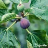 Fig Tekuté hnojivo 2x1 L – 2-1-8 (NPK) – Pre figy a ovocné Náhľad obrázku produktu 3