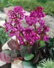 Bergenia cordifolia, Riesensteinbrech, rosa Blüten, ca. Produktbild-Vorschau 8