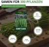 Schnittlauch Medium Leaf Samen - Allium schoenoprasum - Produktbild-Vorschau 3