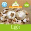 Artikelbild 3 von 'Winterpflanzknoblauch Cledor' aus der Kategorie Pflanzknoblauch Produktbild-Vorschau