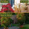 A collage of images showing red oleander plants in different settings: on a balcony with a city view, on a terrace with a couple, and in a garden. Text overlays indicate suitability for balconies, terraces, and gardens. Voir les images du produit