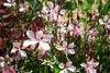 Stauden Gänge 3 x Gaura lindheimeri 'Siskiyou Pink‘ - Produktbild-Vorschau 5