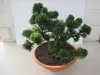 Pinus mugo Jacobsen - zwergige Latschenkiefer Jacobsen Produktbild-Vorschau 2
